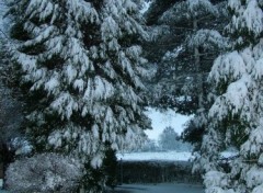 Fonds d'cran Nature Tout le poids de la neige