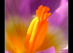 Fonds d'cran Nature Crocus d'hiver