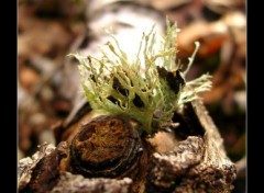 Fonds d'cran Nature Lichen des bois