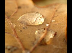 Fonds d'cran Nature Feuille et rose