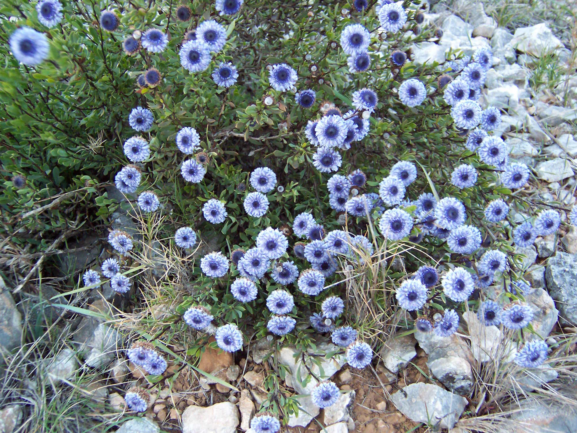 Wallpapers Nature Flowers Fleur de rocaille