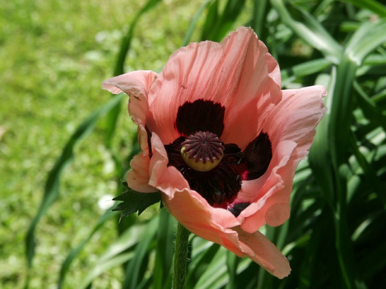 Wallpapers Nature Flowers Parc floral de Nantes