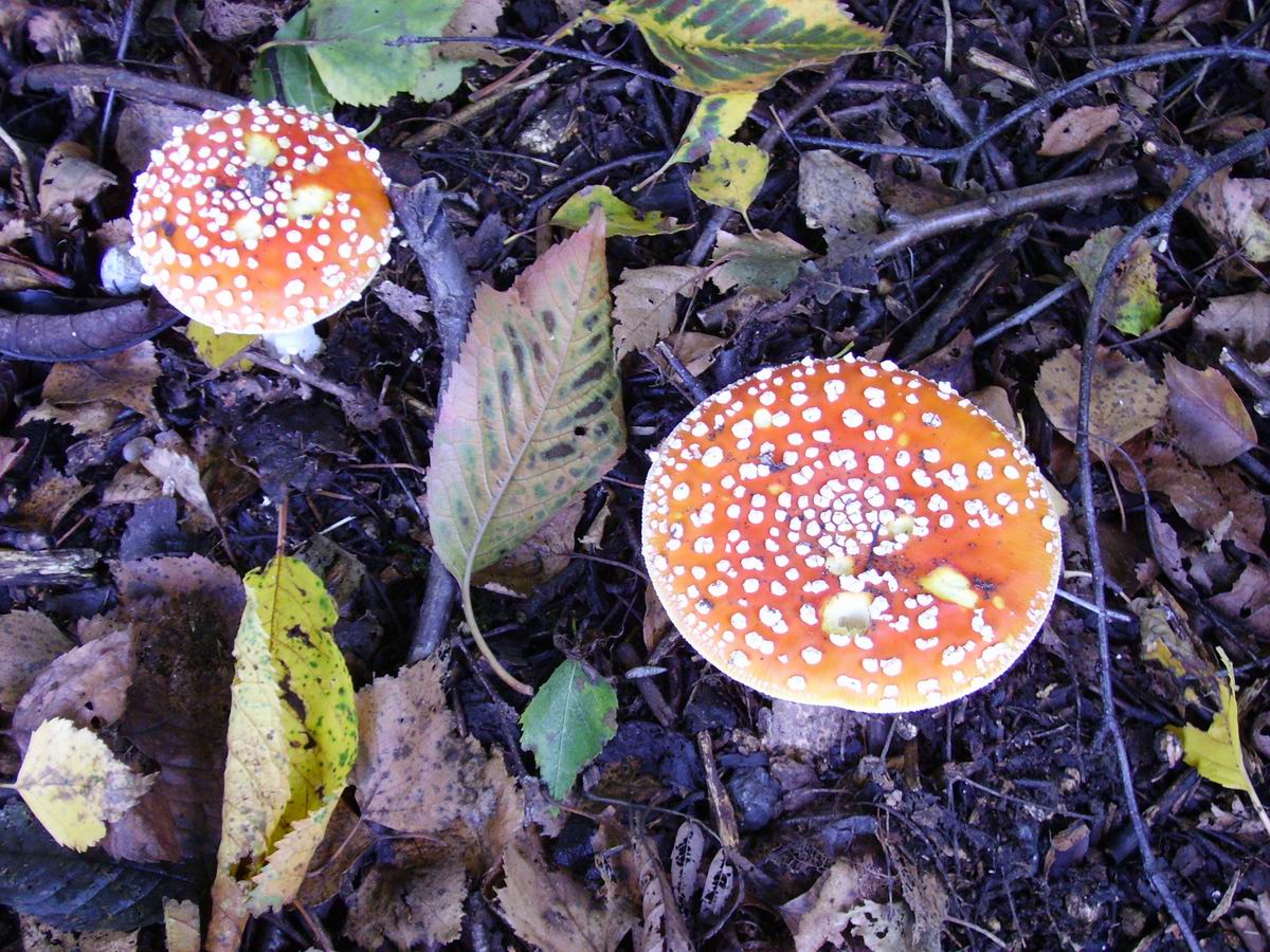 Fonds d'cran Nature Champignons 