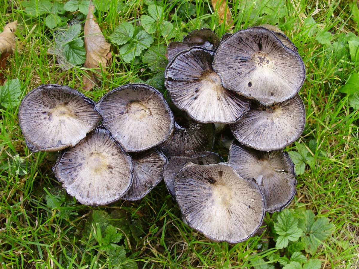 Fonds d'cran Nature Champignons Encore au jardin