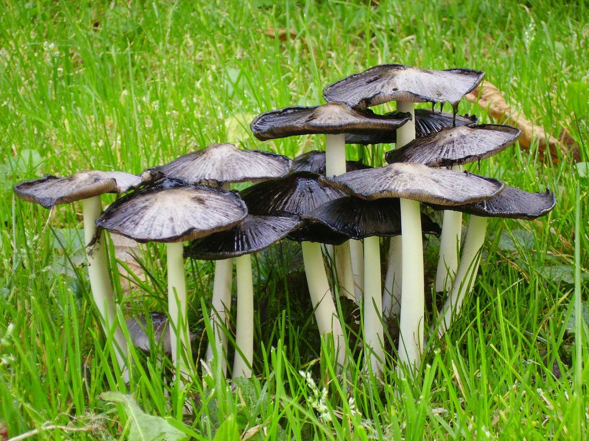 Fonds d'cran Nature Champignons Toujours au jardin...