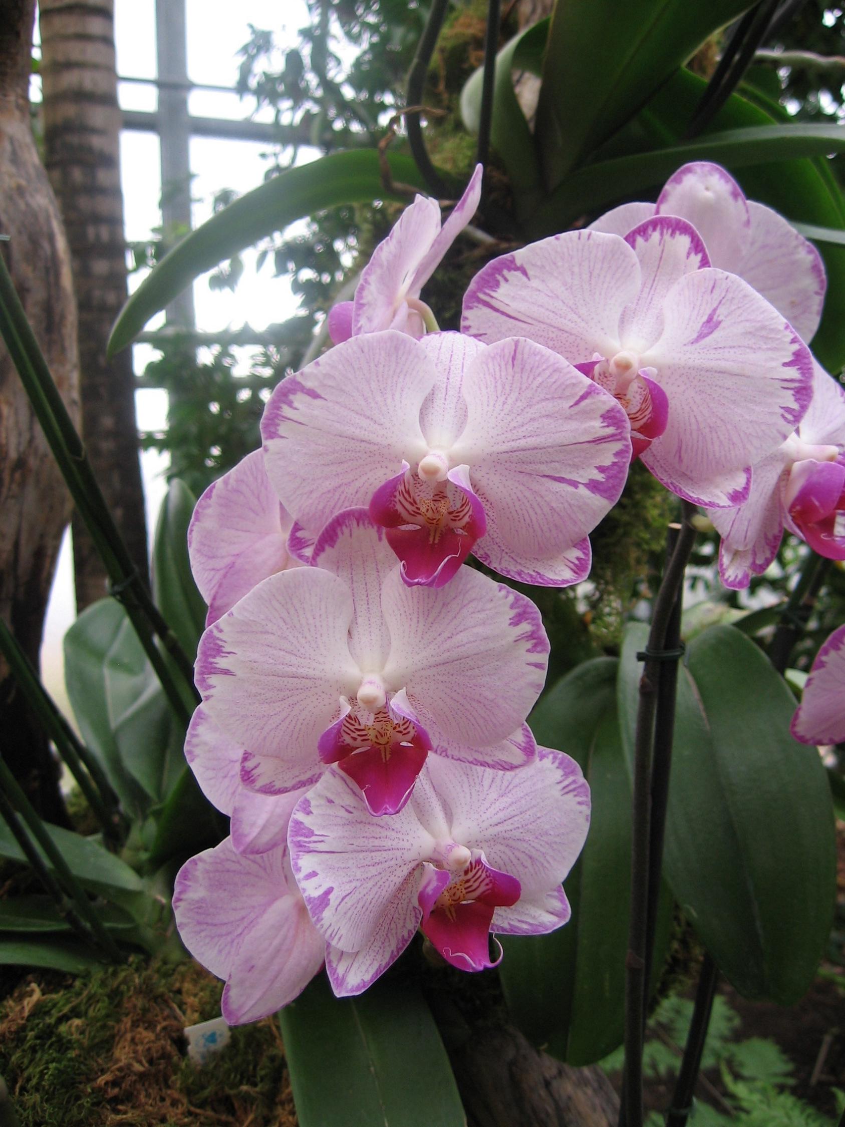 Fonds d'cran Nature Fleurs Orchide