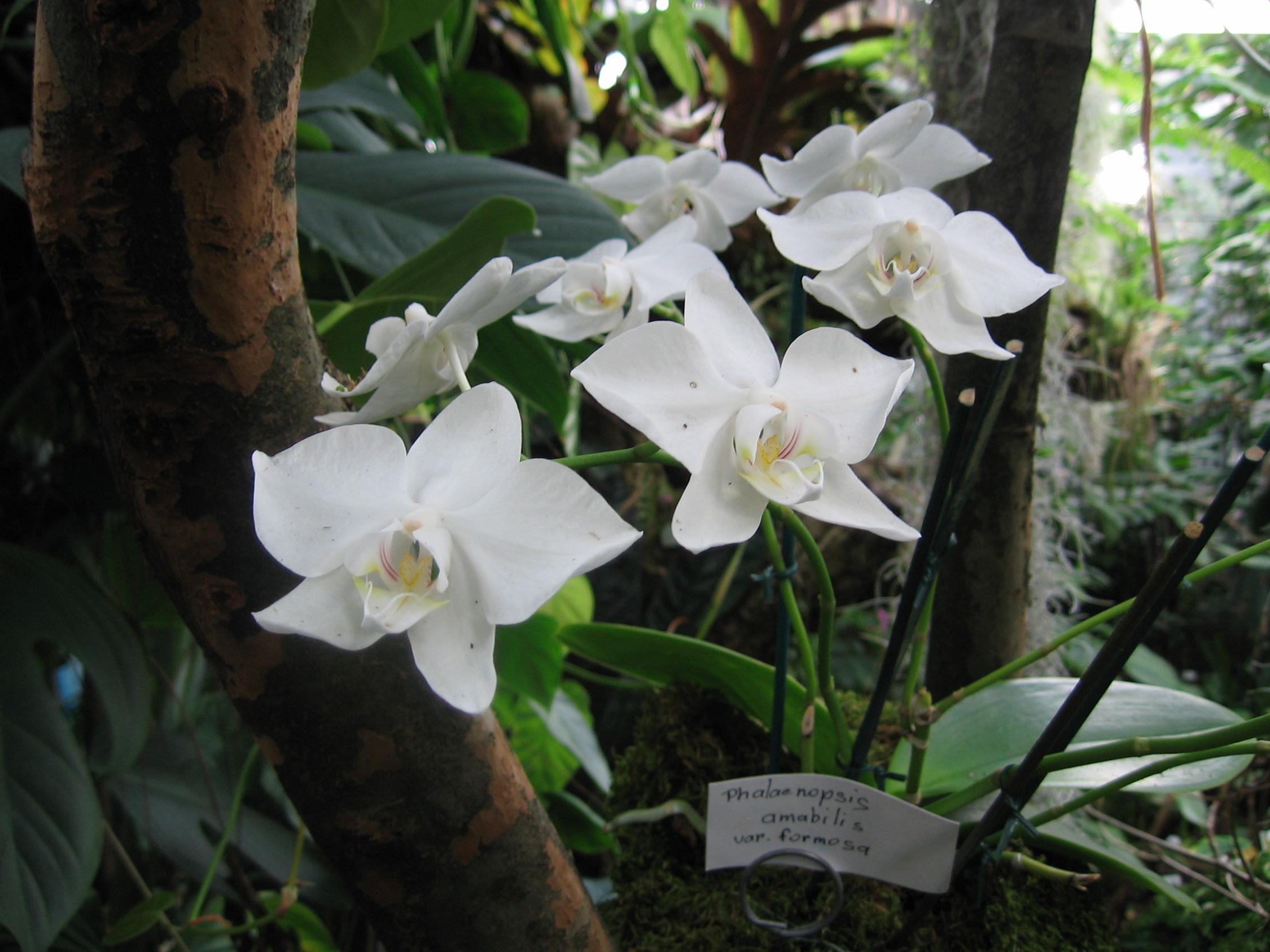 Fonds d'cran Nature Fleurs Orchides blanches