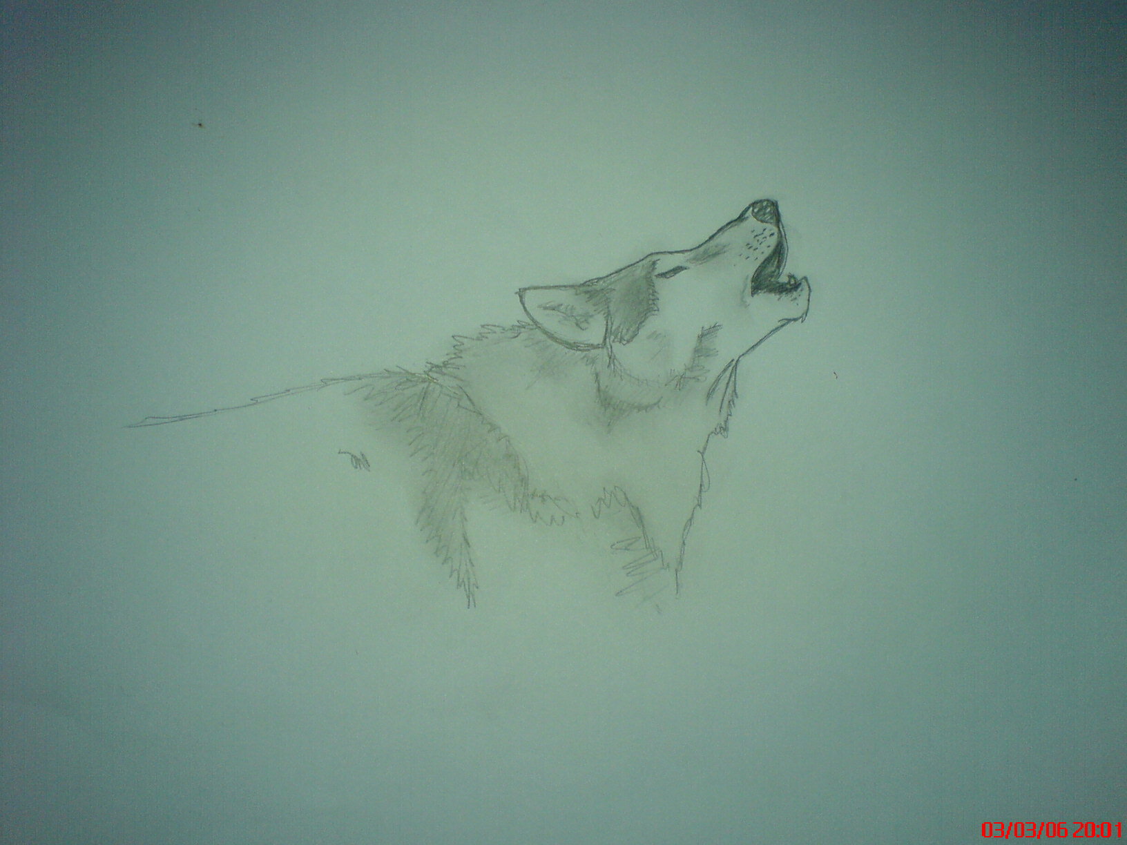 Wallpapers Art - Pencil Animals - Wolves loup