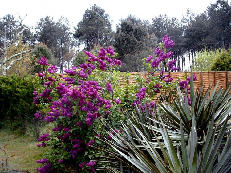 Fonds d'cran Nature Fleurs Lilas en flaurs