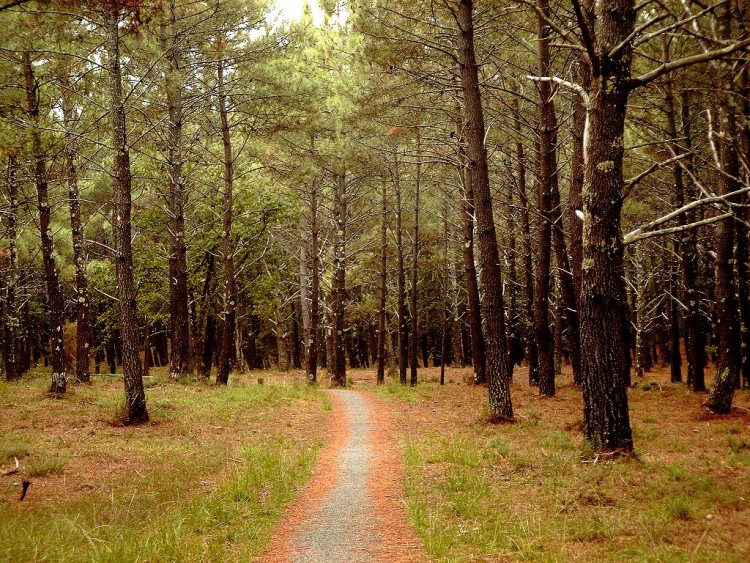 Fonds d'cran Nature Arbres - Forts Fret Landaise  Contis plage