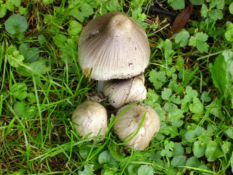 Wallpapers Nature Mushrooms Au jardin