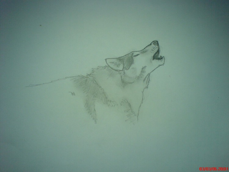 Fonds d'cran Art - Crayon Animaux - Loups loup