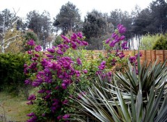 Fonds d'cran Nature Lilas en flaurs