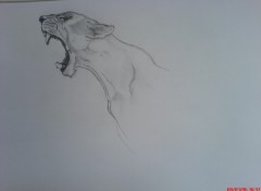 Wallpapers Art - Pencil pumas