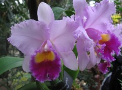 Wallpapers Nature Orchides bi-color mauve