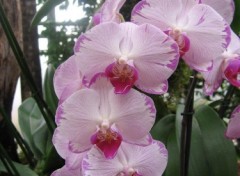 Fonds d'cran Nature Orchide