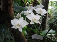 Fonds d'cran Nature Orchides blanches