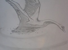 Wallpapers Art - Pencil cygne en vol