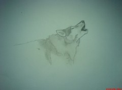 Wallpapers Art - Pencil loup