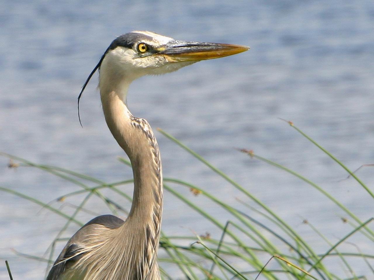 Fonds d'cran Animaux Oiseaux - Hrons Le Grand Heron Bleu