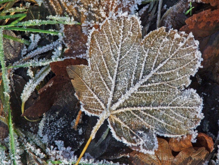 Fonds d'cran Nature Saisons - Hiver Saison d'hiver