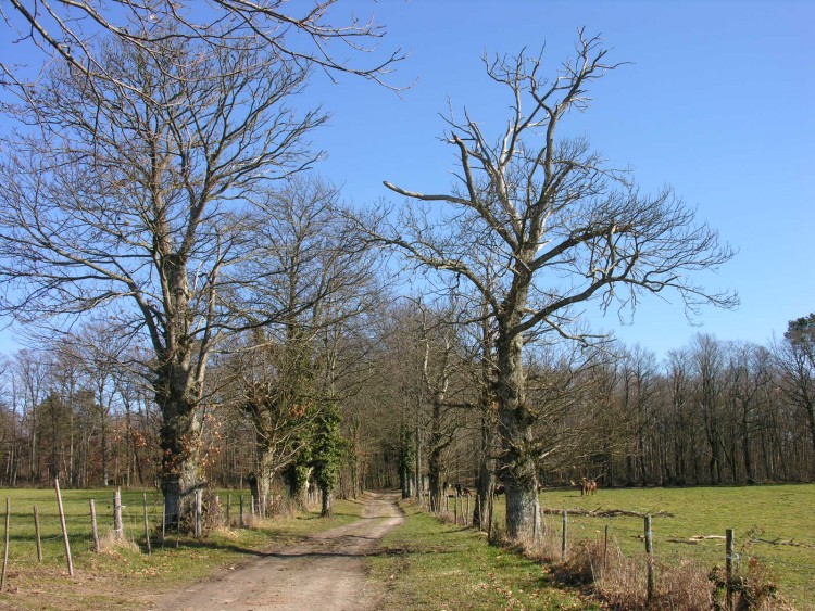 Fonds d'cran Nature Arbres - Forts Chemin de promenade