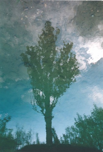 Wallpapers Nature Water - Reflection Arbre en reflet