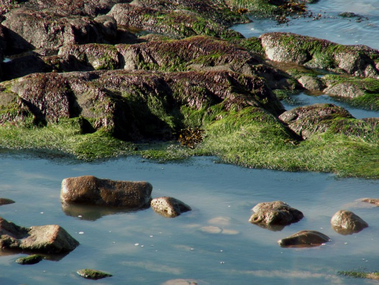 Fonds d'cran Nature Mers - Ocans - Plages flaque d'eau de mer