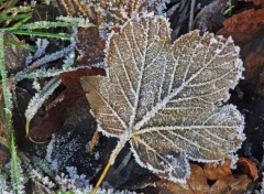 Fonds d'cran Nature Saison d'hiver