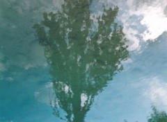 Fonds d'cran Nature Arbre en reflet