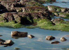 Fonds d'cran Nature flaque d'eau de mer