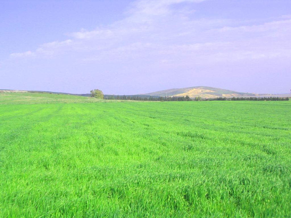 Fonds d'cran Nature Champs - Prairies 