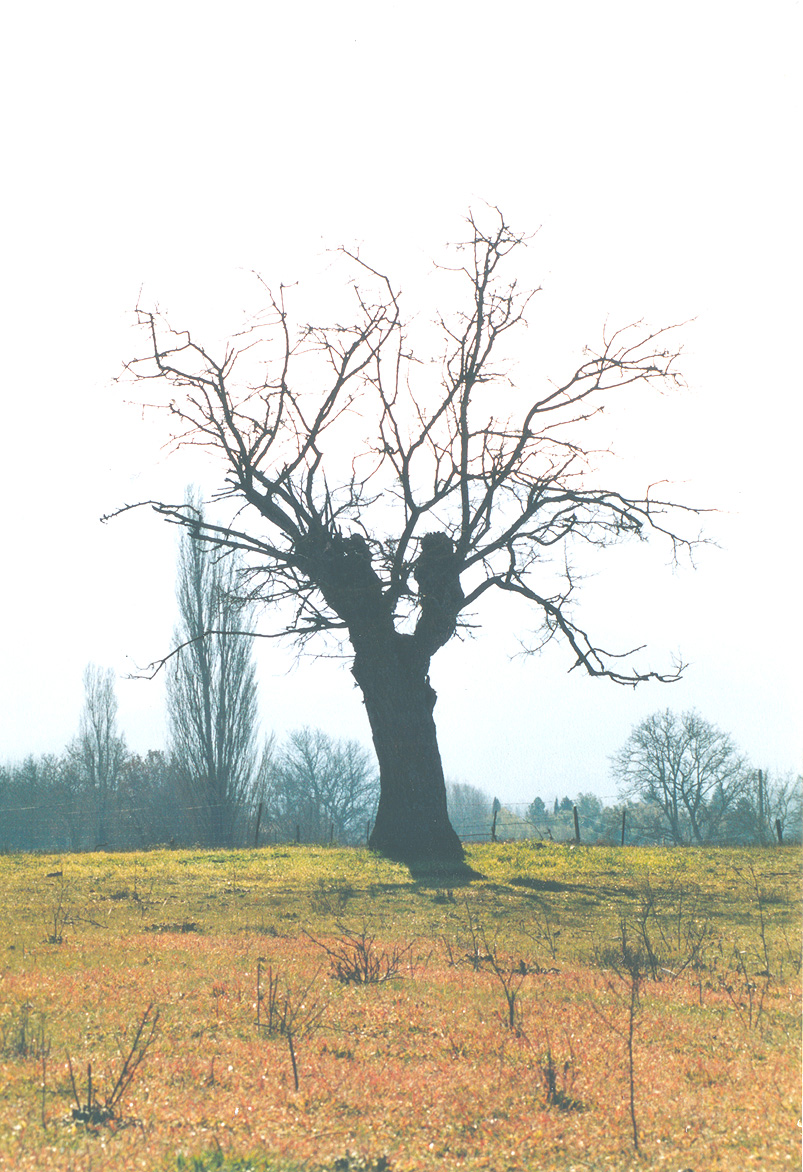 Fonds d'cran Nature Arbres - Forts Arbre en contre-jour