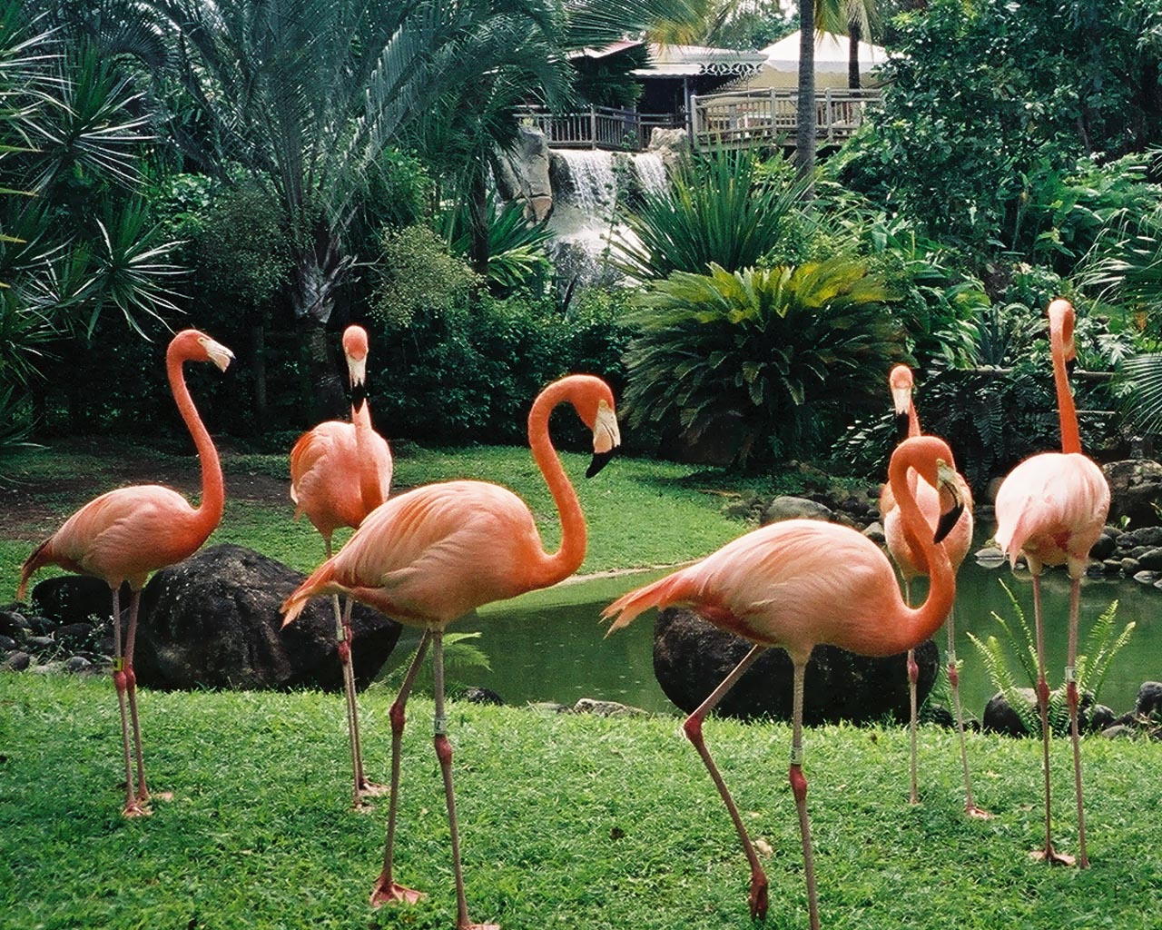 Wallpapers Animals Birds - Flamingos Flamand rose