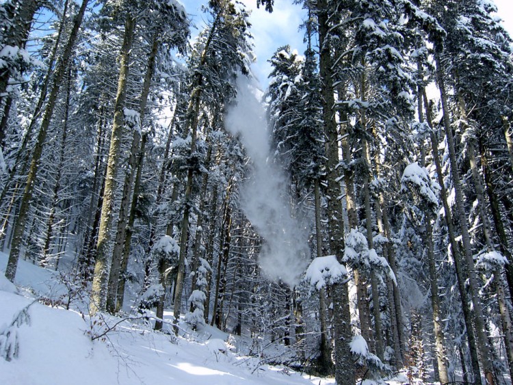 Fonds d'cran Nature Saisons - Hiver Neige tombant d'un arbre