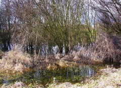 Fonds d'cran Nature feuillages