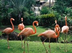 Wallpapers Animals Flamand rose