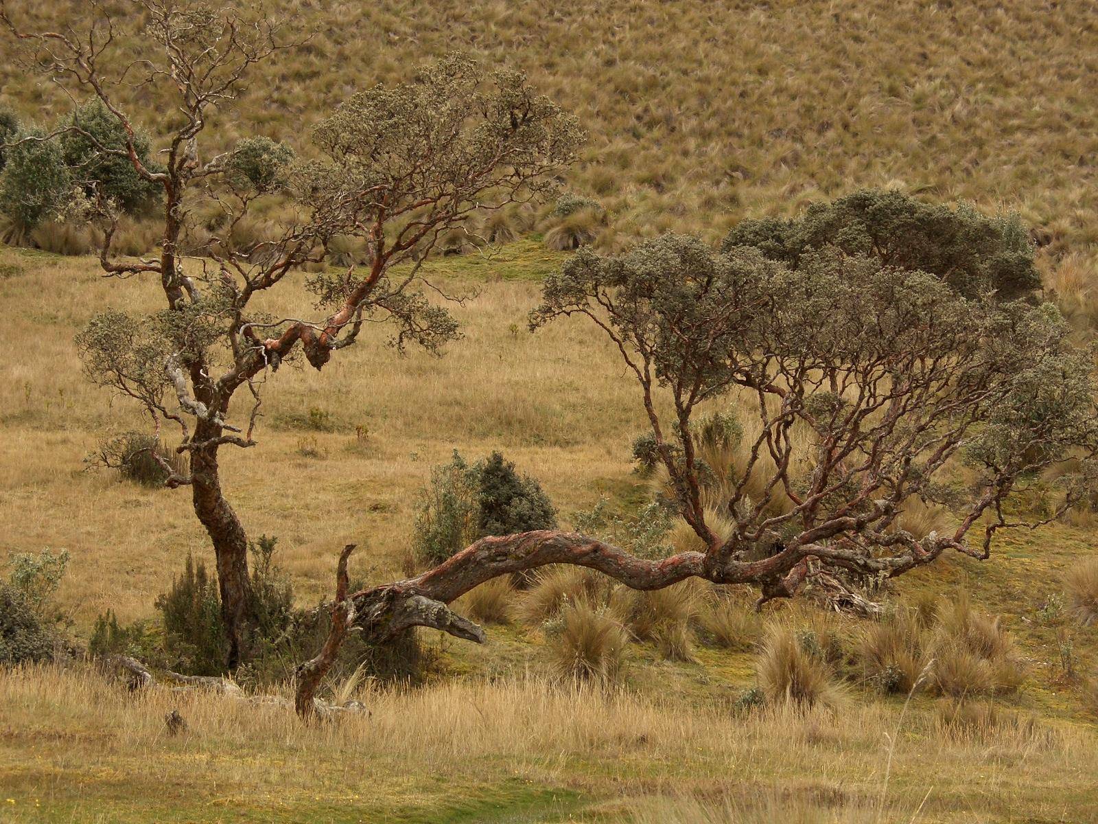 Fonds d'cran Voyages : Amrique du sud Equateur Arbol del Cajas