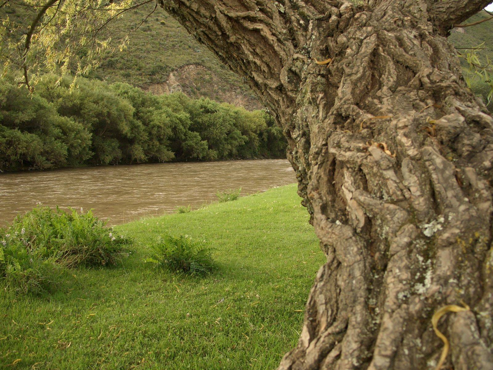 Fonds d'cran Voyages : Amrique du sud Equateur Arbol - Rio