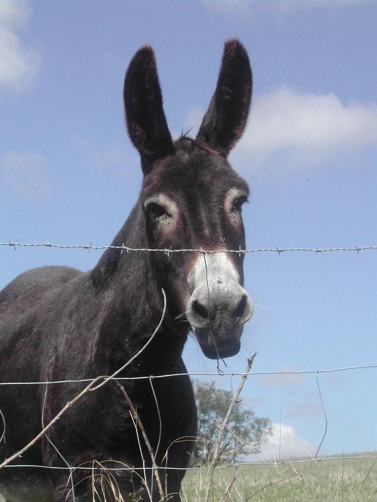 Fonds d'cran Animaux Anes 