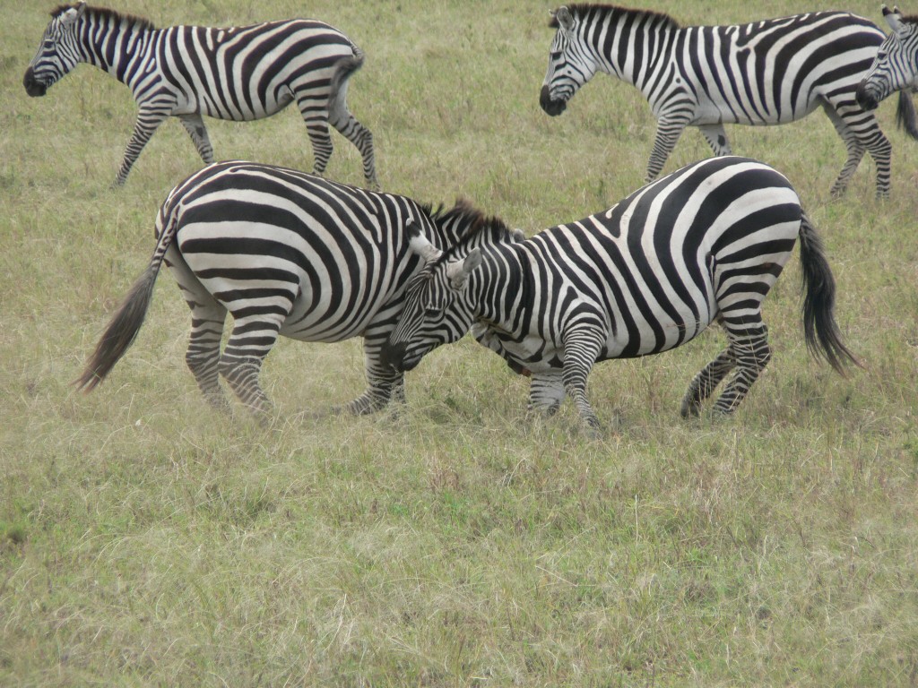 Fonds d'cran Animaux Zbres Zbres