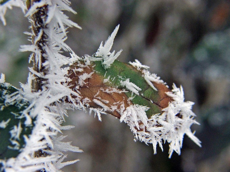 Fonds d'cran Nature Saisons - Hiver Saison du givre