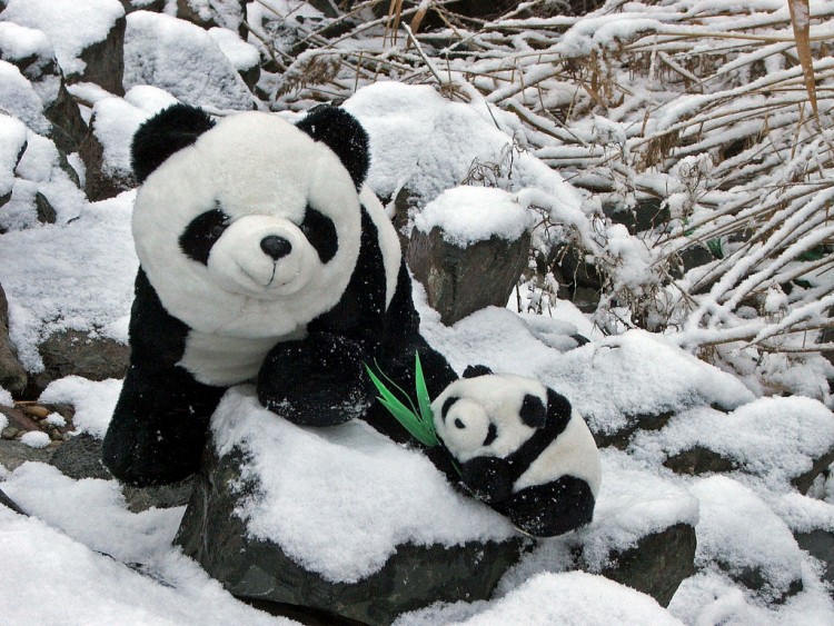 Fonds d'cran Objets Peluches La famille Panda...