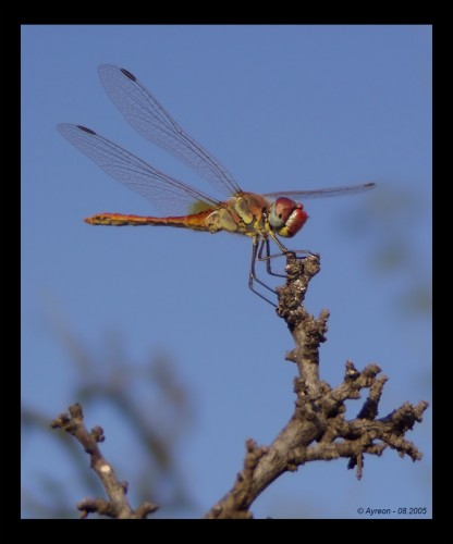 Wallpapers Animals Insects - Dragonflies La Libellule