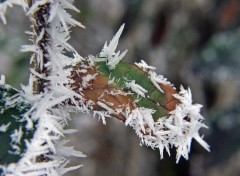 Fonds d'cran Nature Saison du givre