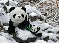 Fonds d'cran Objets La famille Panda...