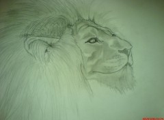 Wallpapers Art - Pencil lion