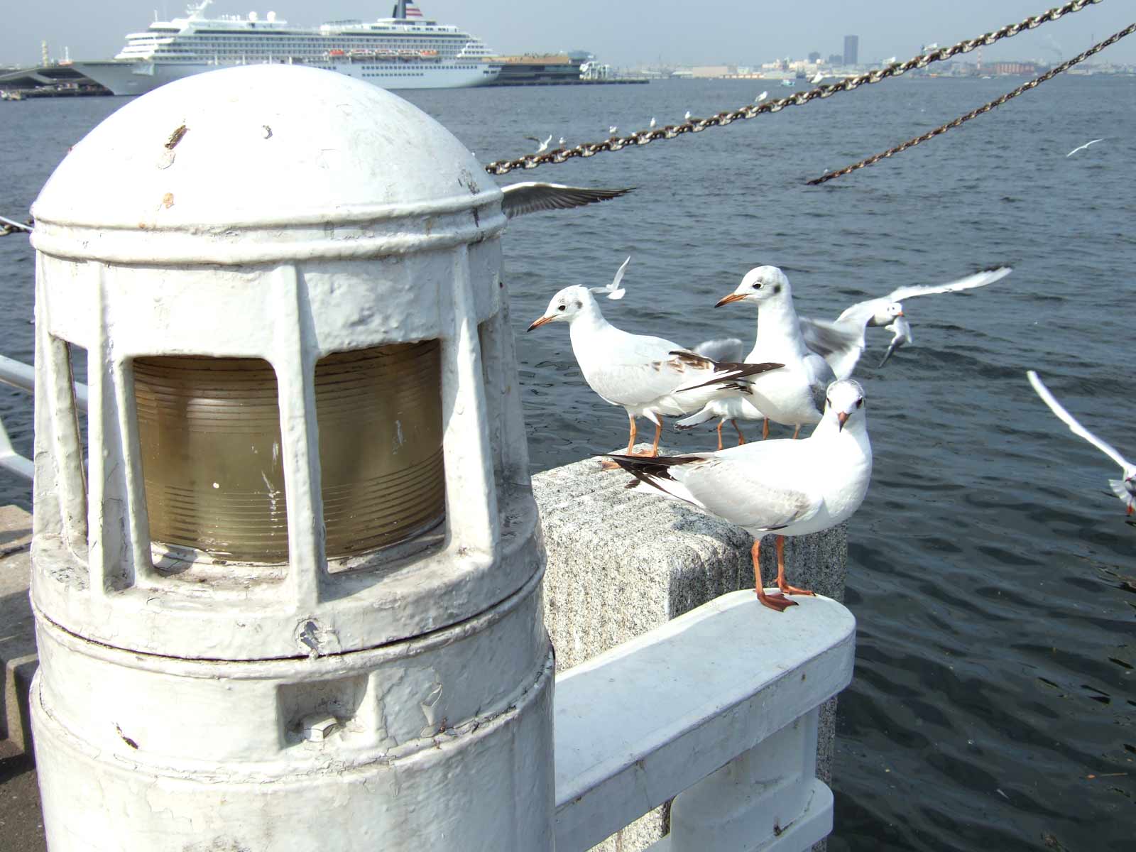 Wallpapers Animals Birds - Ducks Yokohama Port