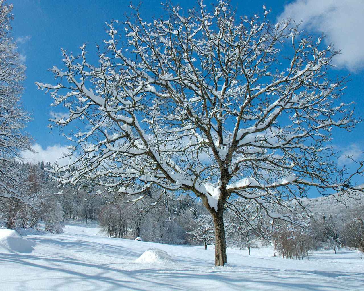 Fonds d'cran Nature Saisons - Hiver Arbre enneig 1