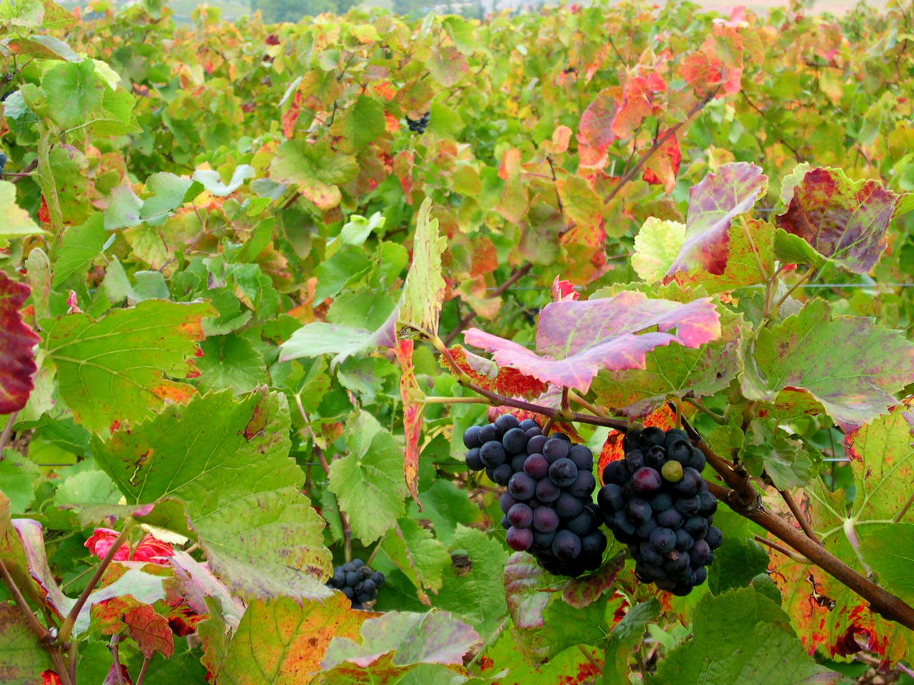 Fonds d'cran Nature Plantes - Arbustes vignes en automne